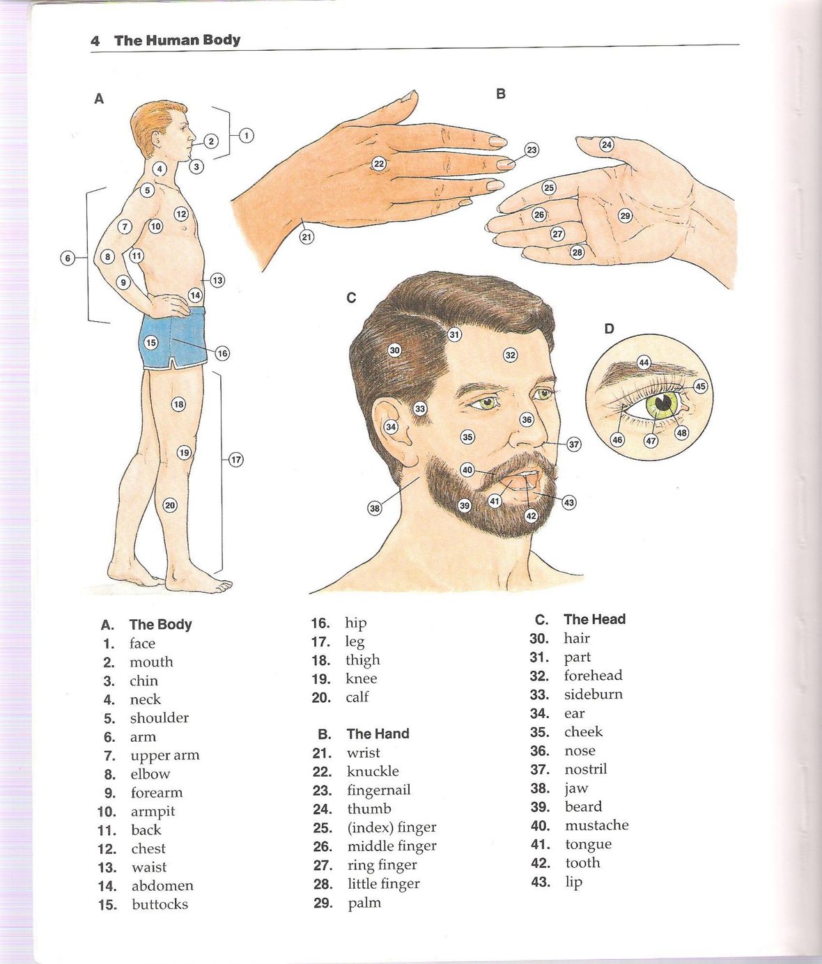 The New Oxford Picture Dictionary 正文截图 3