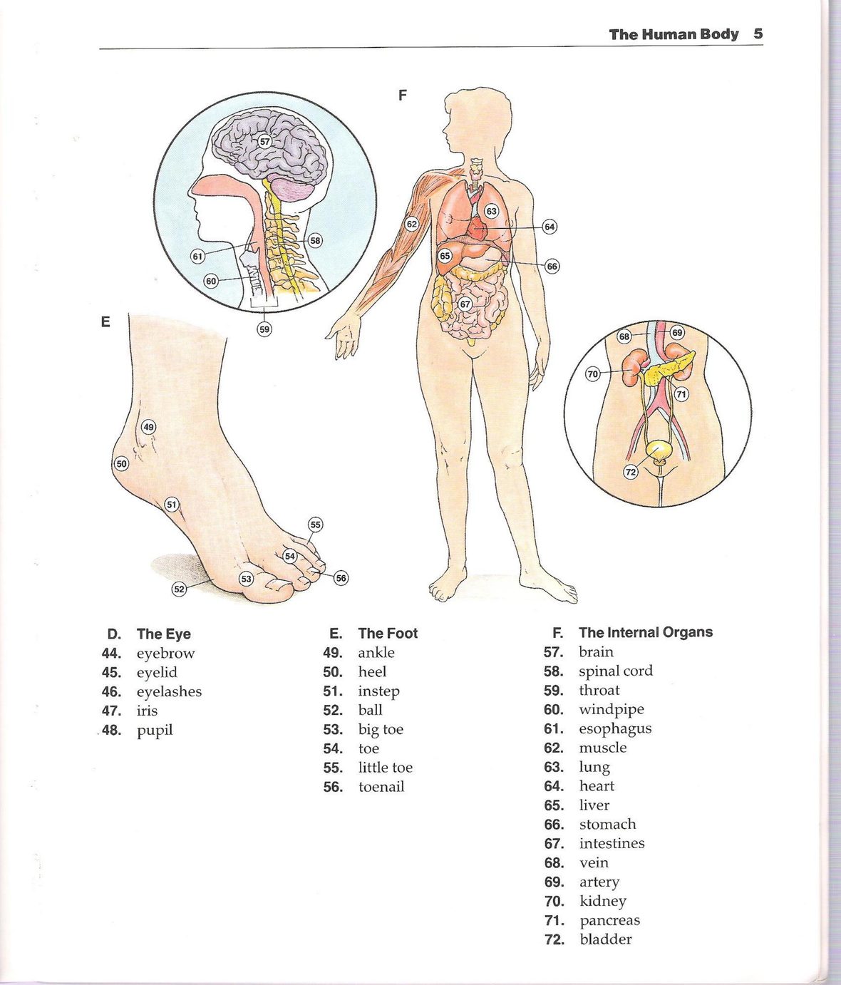 The New Oxford Picture Dictionary 正文截图 4