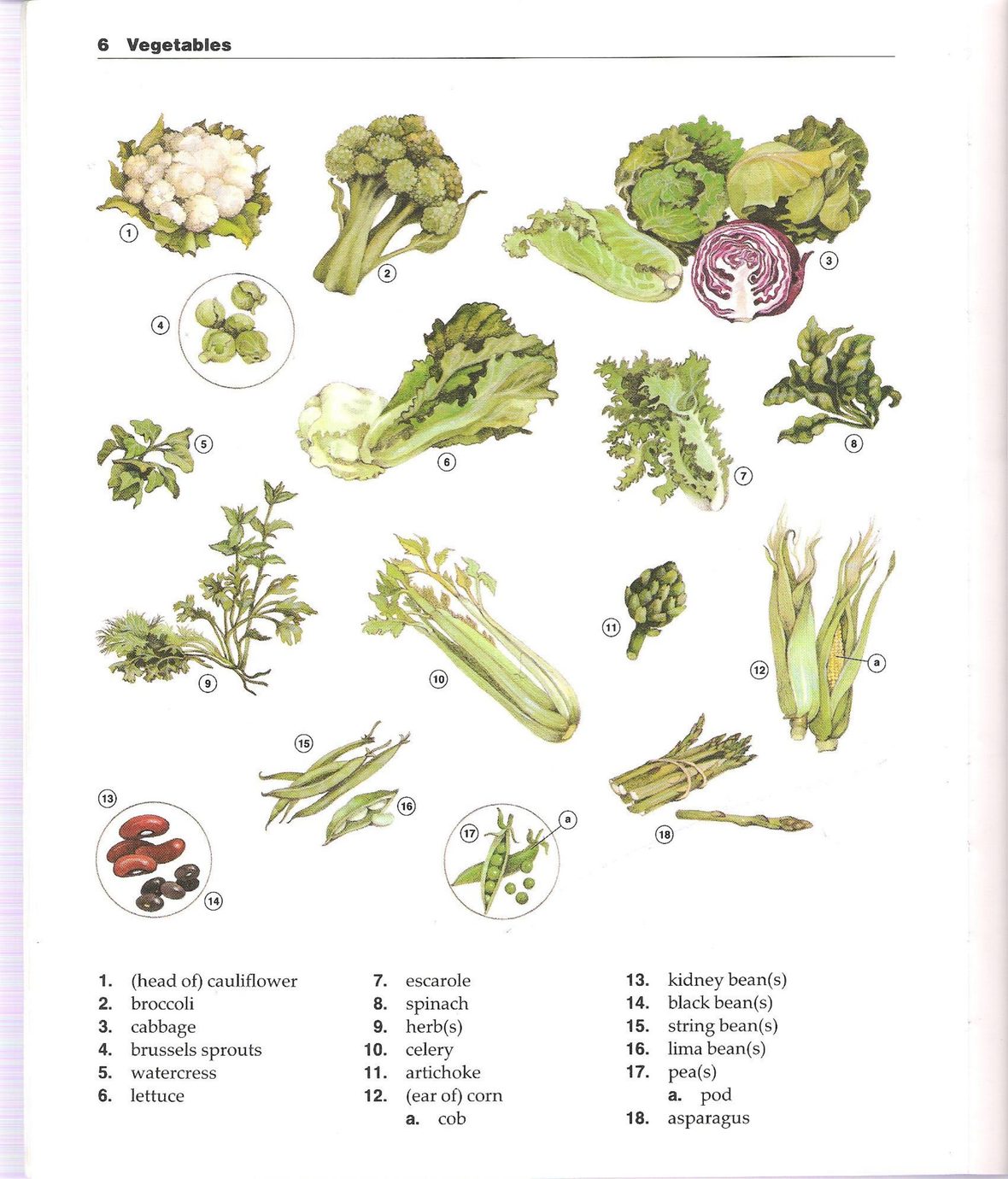 The New Oxford Picture Dictionary 正文截图 5