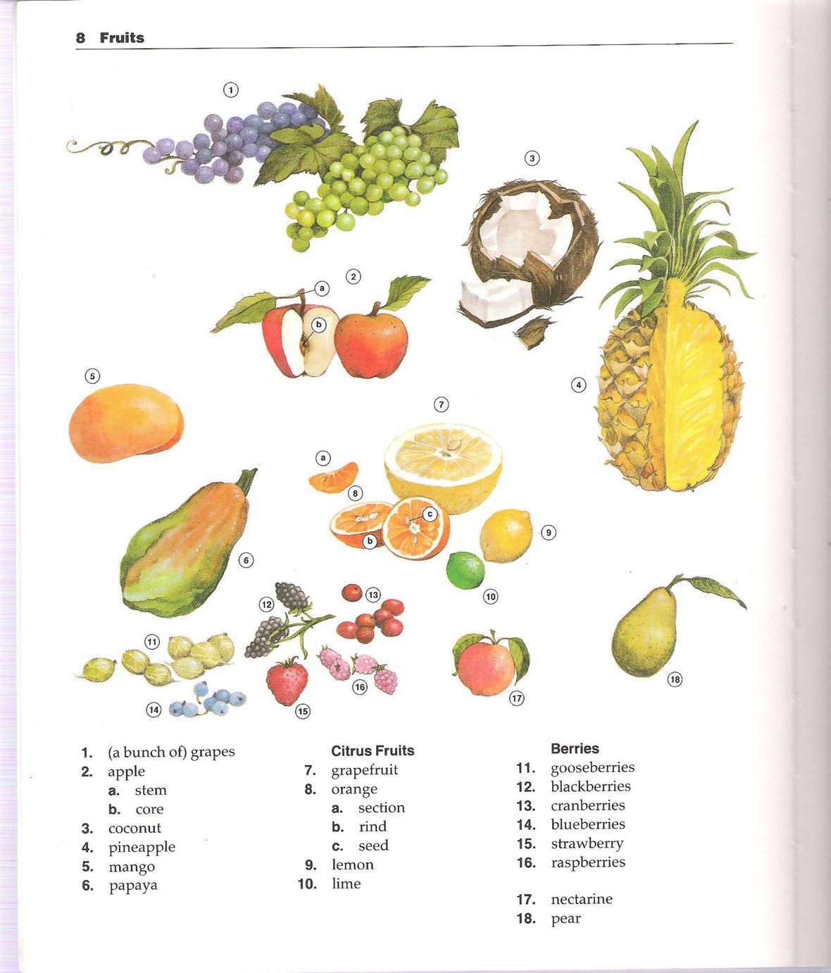 The New Oxford Picture Dictionary 正文截图 7