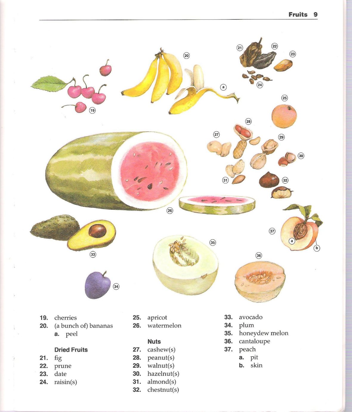 The New Oxford Picture Dictionary 正文截图 8