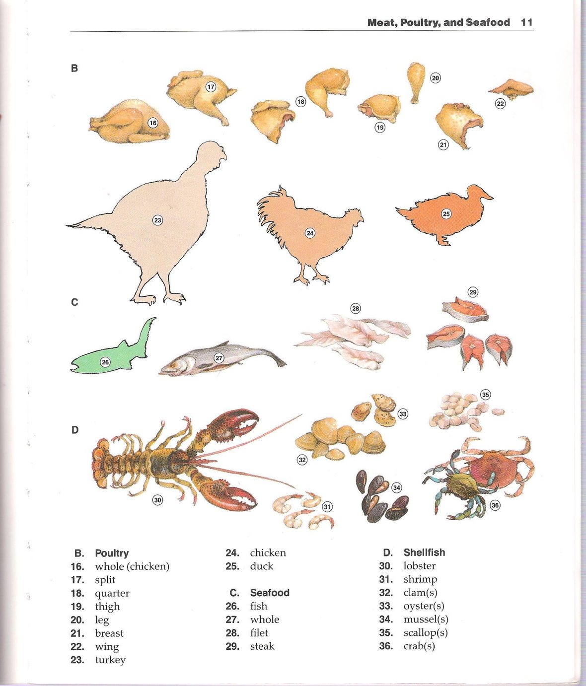 The New Oxford Picture Dictionary 正文截图 10