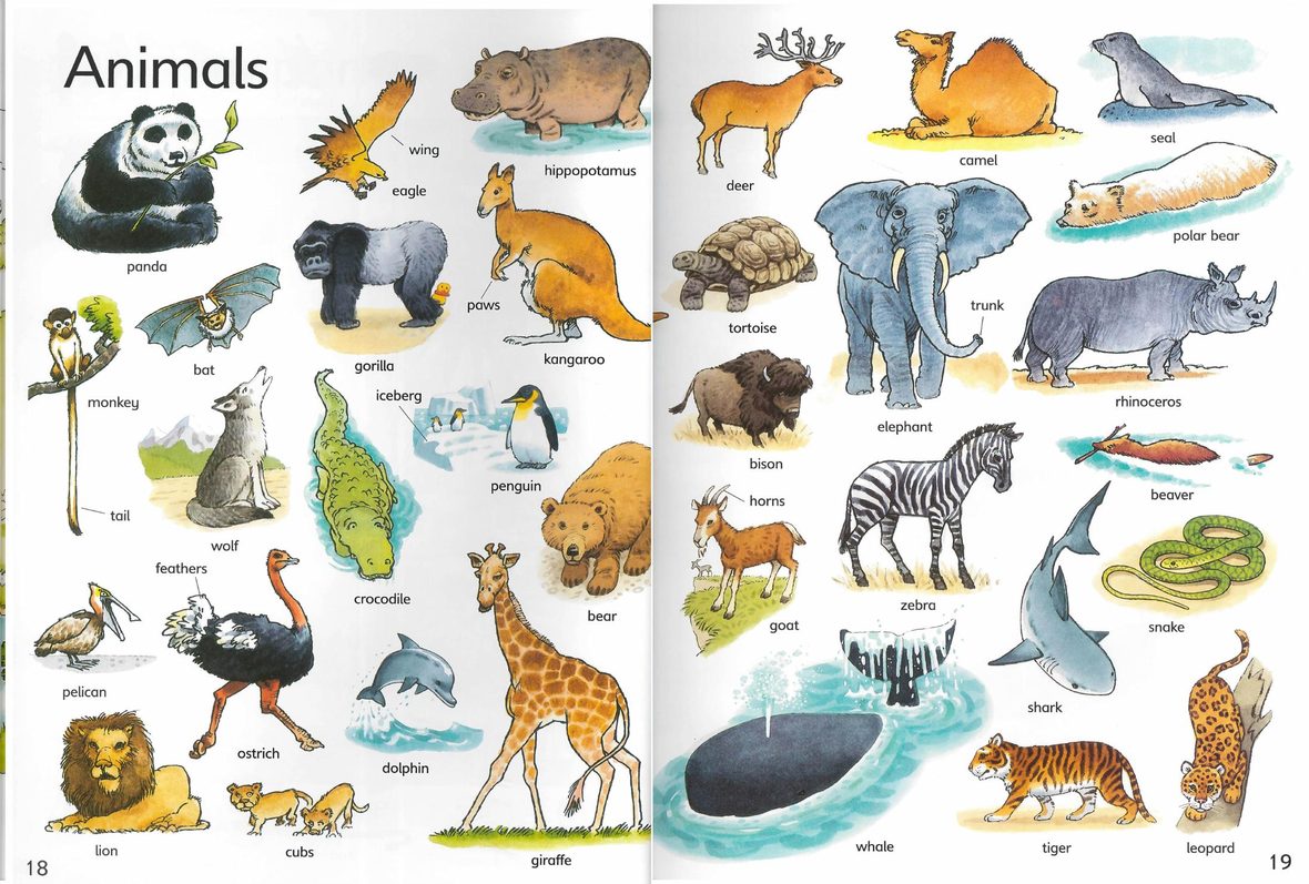 The Usborne First Thousand Words in English 正文截图 8